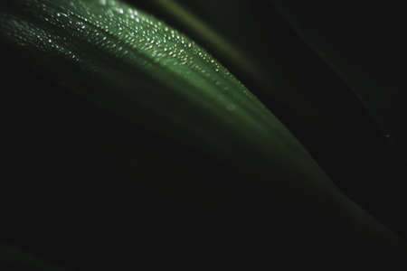 beautiful wet white tulips, abstract floral backgroundの写真素材