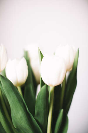 Bouquet of white tulips for March 8. Abstract floral background for International Women's Dayの写真素材