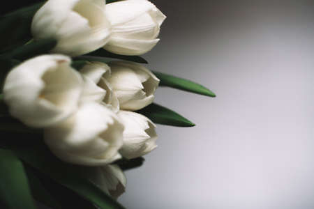 Bouquet of white tulips for March 8. Abstract floral background for International Women's Dayの写真素材