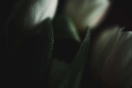 beautiful wet white tulips, abstract floral backgroundの写真素材