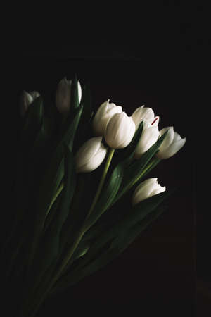 Bouquet of white tulips for March 8. Abstract floral background for International Women's Dayの写真素材