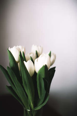 Bouquet of white tulips for March 8. Abstract floral background for International Women's Dayの写真素材