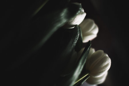 Bouquet of white tulips for March 8. Abstract floral background for International Women's Dayの写真素材