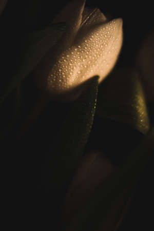 beautiful wet white tulips, abstract floral backgroundの写真素材