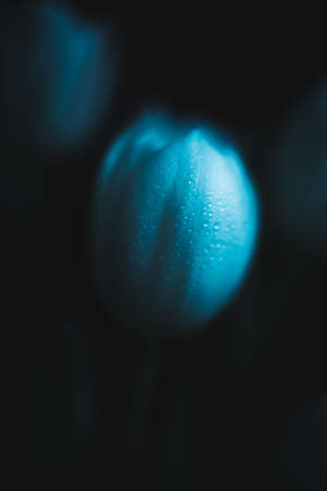 beautiful wet white tulips, abstract floral backgroundの写真素材