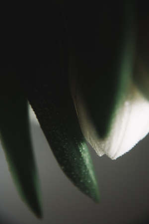 Bouquet of white tulips for March 8. Abstract floral background for International Women's Dayの写真素材