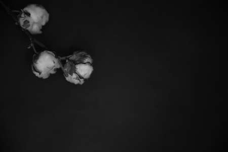 natural cotton, art composition of several branches of cotton, black and white abstract floral backgroundの写真素材