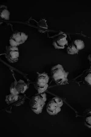natural cotton, art composition of several branches of cotton, black and white abstract floral backgroundの写真素材