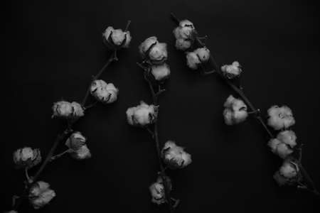 natural cotton, art composition of several branches of cotton, black and white abstract floral backgroundの写真素材