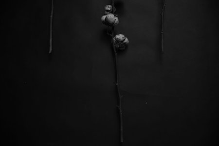 natural cotton, art composition of several branches of cotton, black and white abstract floral backgroundの写真素材