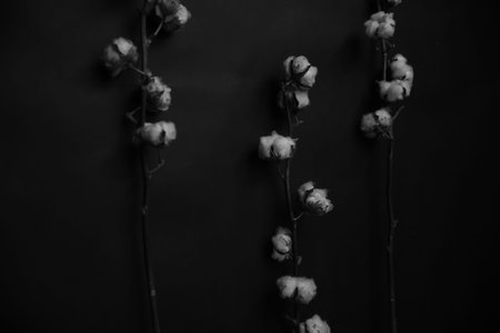 natural cotton, art composition of several branches of cotton, black and white abstract floral backgroundの写真素材