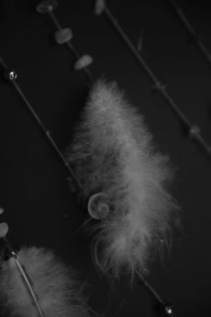 black and white photo of dreamcatcher. The decor is made of shells, white feathers and crumbs of...