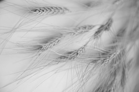 Ripe ears of wheat, herbarium on white background. Macro photography. Flat lay, top view. Copy space for text.の写真素材