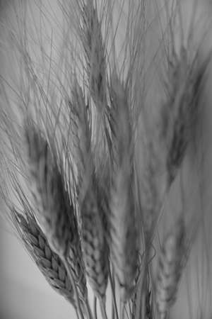 Ripe ears of wheat, herbarium on white background. Macro photography. Flat lay, top view. Copy space for text.の写真素材