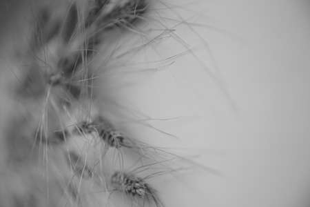 Ripe ears of wheat, herbarium on white background. Macro photography. Flat lay, top view. Copy space for text.の写真素材