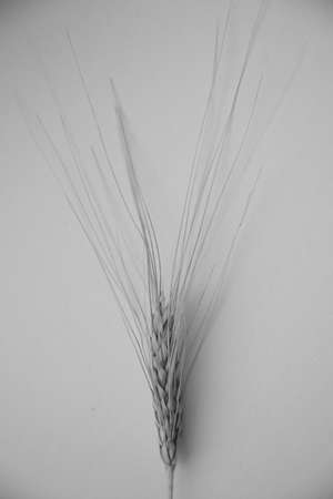 Ripe ears of wheat, herbarium on white background. Macro photography. Flat lay, top view. Copy space for text.の写真素材
