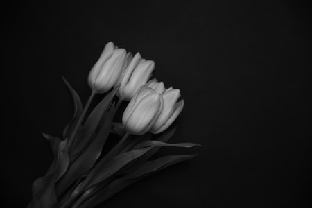 Group of yellow tulips on dark background. Plant frame, space for text. Creative still life plants, spring floral concept for March 8 and Mother's Day.の写真素材