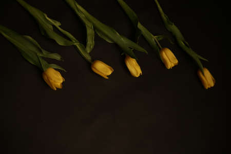 Minimal styled concept. Bouquet of yellow tulips on black background. Creative still life plants, spring floral concept.の写真素材