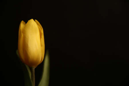 Group of yellow tulips on dark background. Plant frame, space for text. Creative still life plants, spring floral concept for March 8 and Mother's Day.の写真素材