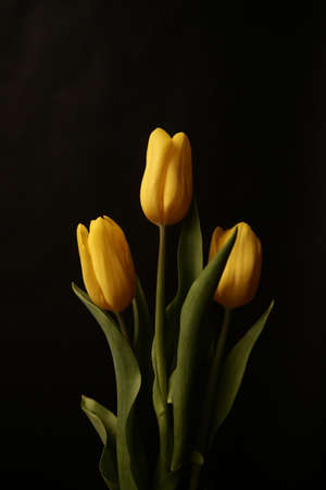 Minimal styled concept. Bouquet of yellow tulips on black background. Creative still life plants, spring floral concept.の写真素材