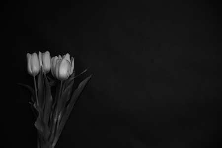 Group of yellow tulips on dark background. Plant frame, space for text. Creative still life plants, spring floral concept for March 8 and Mother's Day.の写真素材