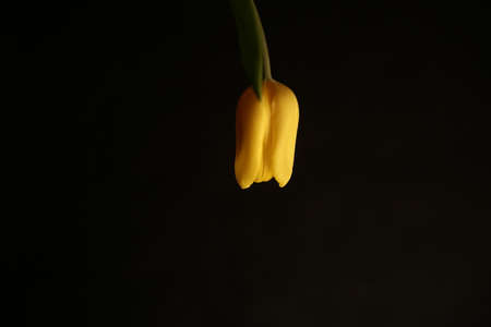 Minimal styled concept. Bouquet of yellow tulips on black background. Creative still life plants, spring floral concept.の写真素材