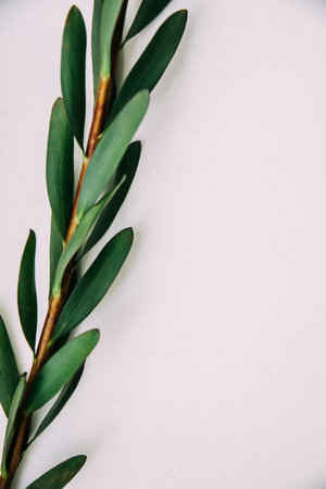 Branch of the leucadendron plant on white background. Top view, space for text