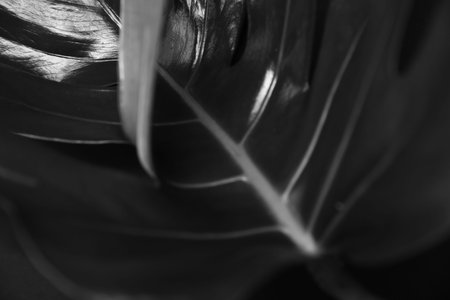 Monstera leaf on dark background. Palm leaf, Real tropical jungle foliage. Black and white photo of...