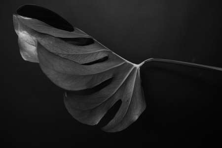 Monstera leaf on dark background. Palm leaf, Real tropical jungle foliage. Black and white photo of plants. Flat lay and top view.の写真素材