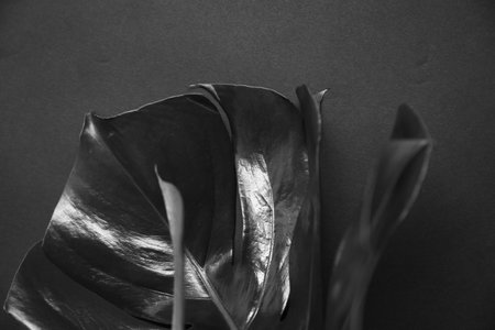 Monstera leaf on dark background. Palm leaf, Real tropical jungle foliage. Black and white photo of plants. Flat lay and top view.の写真素材