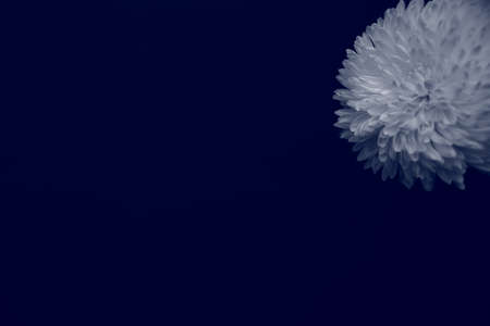 Abstract chrysanthemum background on blue background. Flat lay, top view, copy spaceの写真素材