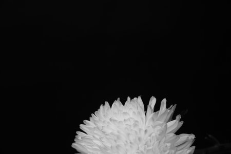 Black and white chrysanthemum close-up. Studio photo of beautiful flower on dark background. Flat...
