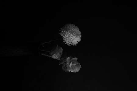 Black and white floral background. Art photography of plants, multi-exposure and minimalism. Trendy creative modern summer fashion concept.の写真素材