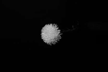 Black and white chrysanthemum close-up. Studio photo of beautiful flower on dark background. Flat lay, top view, copy spaceの写真素材