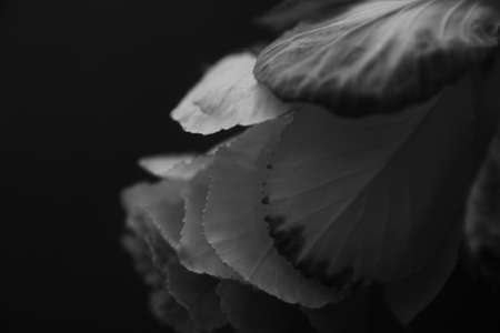 Black and white photo of brassica. Tropical and unusual plant close-up on black background. Flat lay, top view, copy spaceの写真素材
