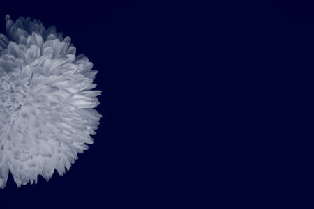 Abstract chrysanthemum background on blue background. Flat lay, top view, copy space