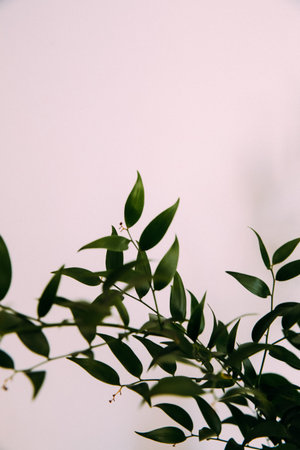 Green leaves of plant branches on a neutral background, minimalism and space for text