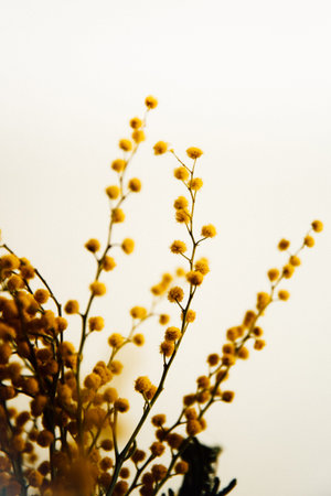 Yellow plants, abstract mimosa flower background close-up