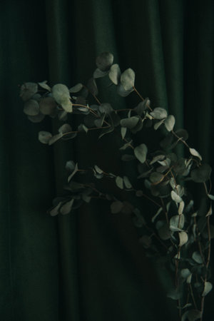 Branch of eucalyptus on dark green background, gloomy photo of the plant