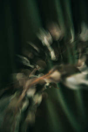 Abstract still life of eucalyptus, dry herbarium. Fuzzy film photo of plantの写真素材