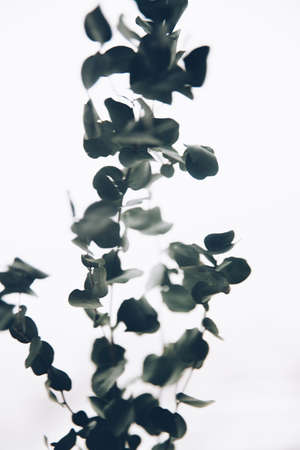eucalyptus branch on white background, herbarium close-up, top view place for text. beautiful bokeh of plantsの写真素材
