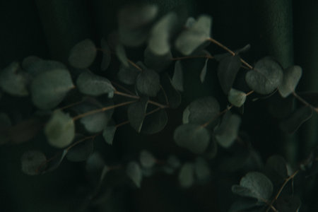 Branch of eucalyptus on dark green background, gloomy photo of the plant