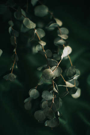 Branch of eucalyptus on dark green background, gloomy photo of the plantの写真素材
