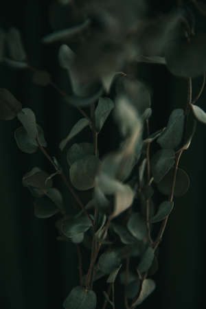 Branch of eucalyptus on dark green background, gloomy photo of the plantの写真素材