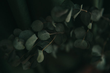 Branch of eucalyptus on dark green background, gloomy photo of the plant