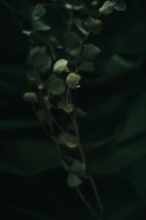 Branch of eucalyptus on dark green background, gloomy photo of the plantの写真素材