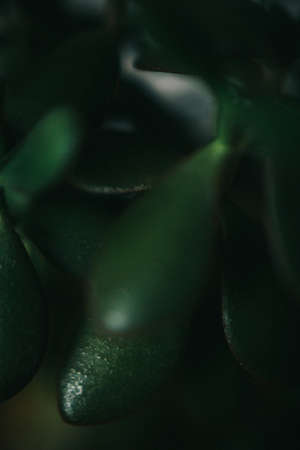 Abstract plant background, macro shot of ficus flower. Space for textの写真素材