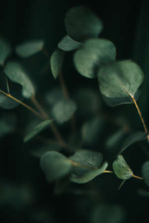 Branch of eucalyptus on dark green background, gloomy photo of the plantの写真素材