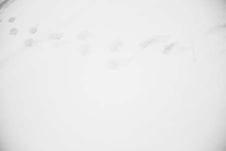 abstract snow background, black and white noisy film fuzzy photography, minimalism and landscape on filmの写真素材