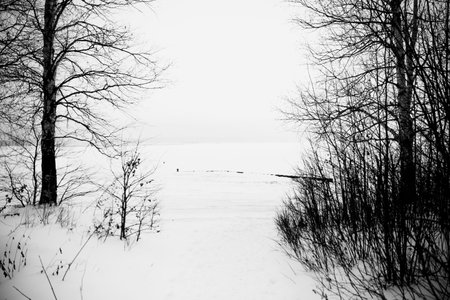 Black and white landscape, silhouettes of trees and branches against a background of white sky and...